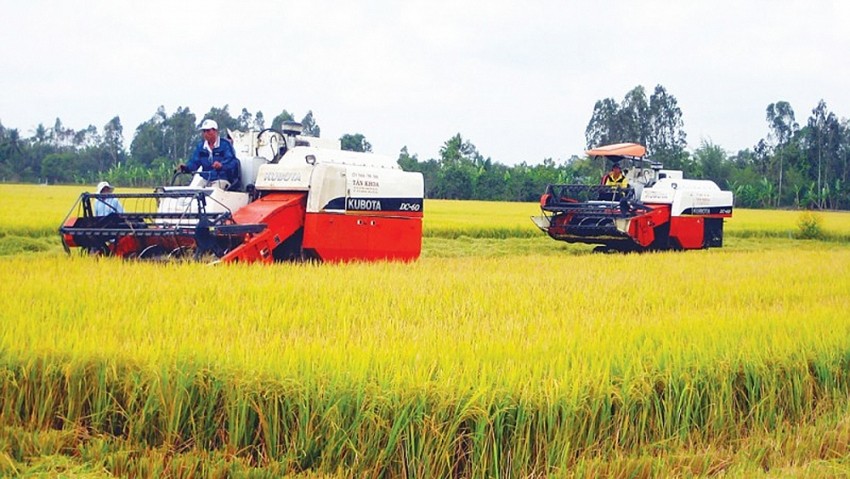 Thị trường gạo thế giới đang chịu sức ép từ chi phí vận chuyển
