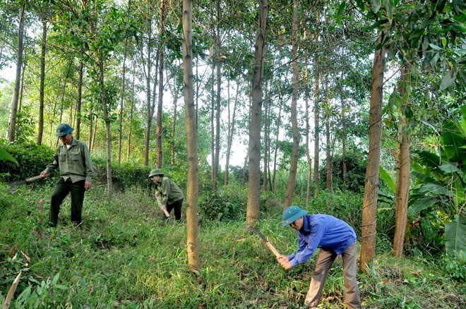 Thanh tra các sai phạm trong dự án trồng rừng thông ở Gia Lai