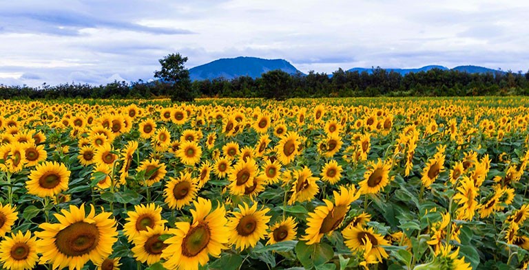 Đà Lạt sẽ cung ứng gần 200 triệu cành hoa phục vụ thị trường Tết 2023