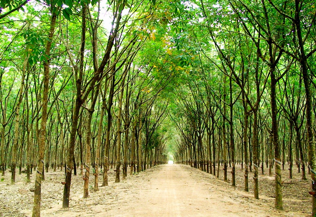 Trồng 10.000ha cao su tại Lào, TP.HCM có nguy cơ mất vốn trăm tỷ đồng