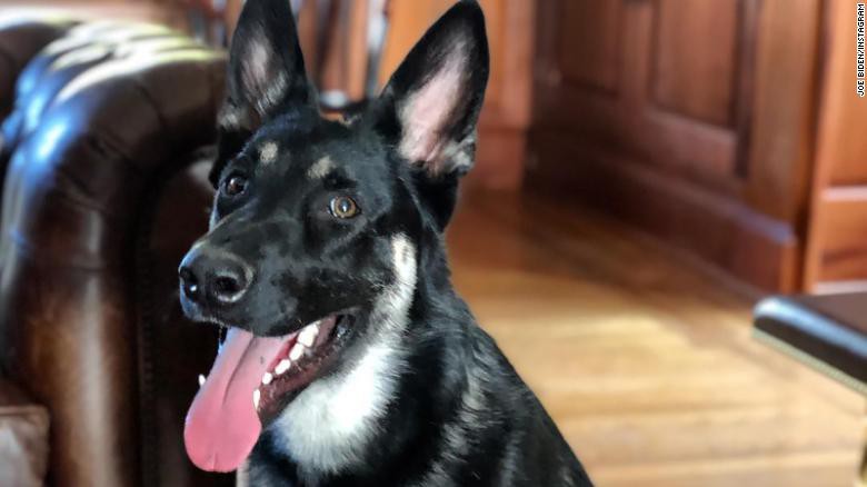 Lần đầu tiên trong lịch sử, Nhà Trắng sẽ đón "Đệ nhất khuyển" của ông Biden, lễ nhậm chức riêng được tổ chức vào ngày 17/1