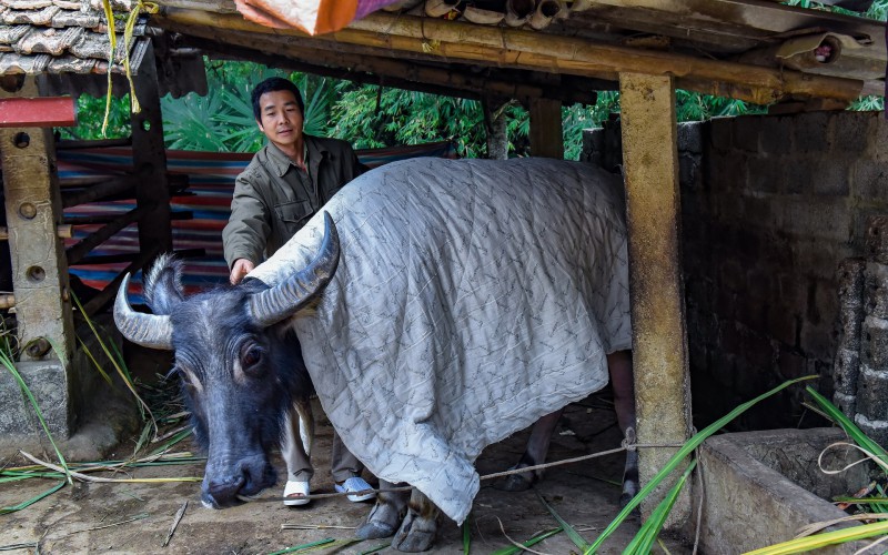 Băng tuyết gây thiệt hại hơn 2 tỷ đồng ở Lào Cai