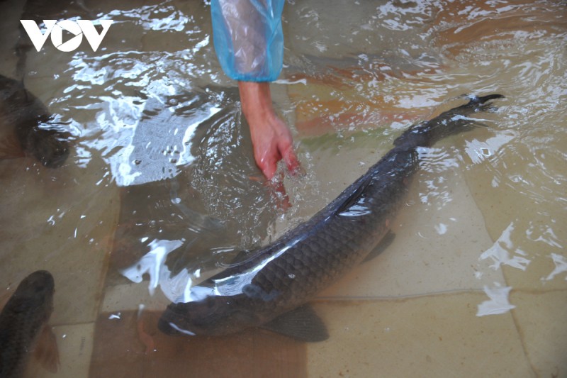 Cá kho làng Vũ Đại có gì đặc biệt mà giá cao vẫn "cháy hàng"?