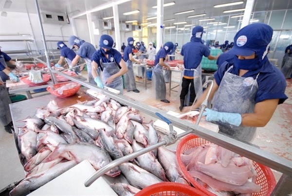 Xuất khẩu cá tra sang Mỹ tăng gấp đôi