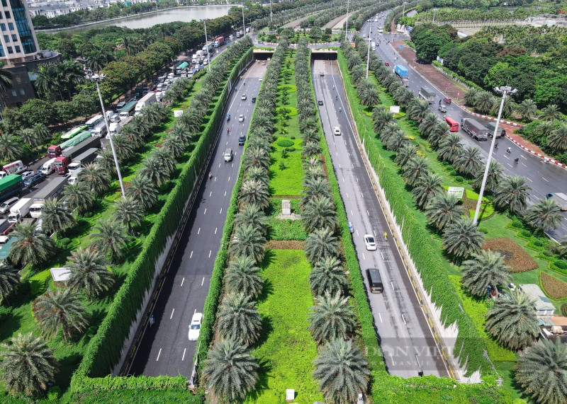 Loài cây từ Ấn Độ dài hàng chục mét, tạo nên "bức tường xanh" hiếm có ở Hà Nội