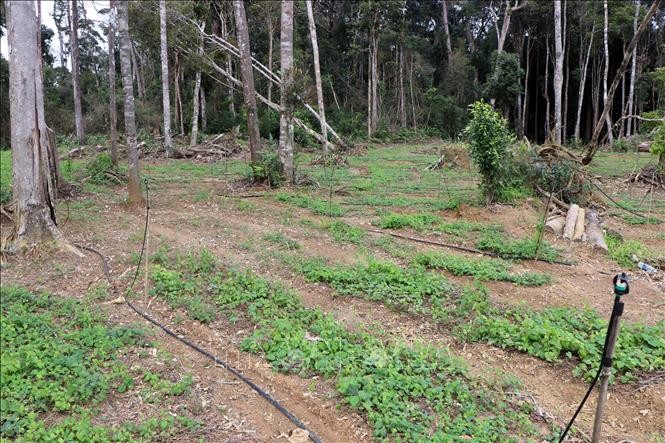 'Bánh vẽ' với thương hiệu Quốc bảo sâm Ngọc Linh
