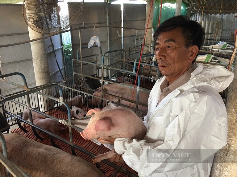 Giá lợn hơi miền Bắc hôm nay: Nhiều phen thua lỗ, nông dân không mong giá lợn tăng quá cao