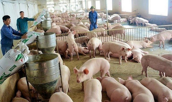 Giá heo hơi hôm nay 5/8: "Đi ngang" tại nhiều tỉnh thành