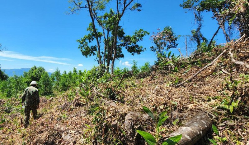 TT-Huế: Đề nghị xử lý doanh nghiệp lâm nghiệp để xảy ra nhiều vụ lấn chiếm đất
