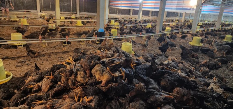 Phú Thọ: Chủ trang trại mất trắng 15.000 con gà, thiệt hại 2,5 tỷ đồng vì sự cố điện