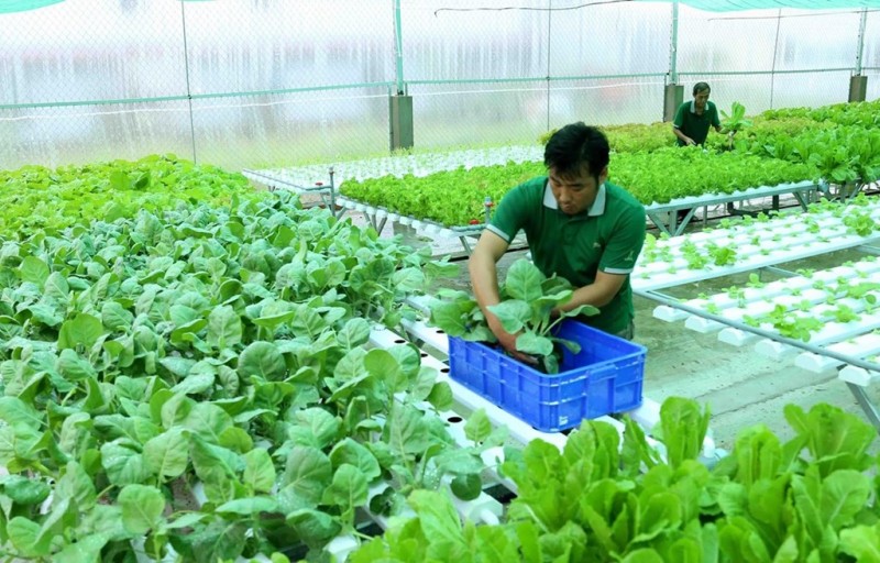 Sắp có thêm chính sách ưu đãi, phát triển kinh tế trang trại