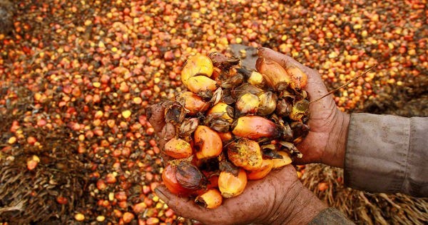 Indonesia gia hạn miễn thuế xuất khẩu dầu cọ đến hết tháng 10