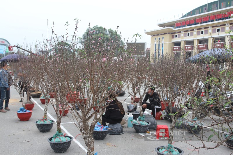 Hoa, cây cảnh Tết Nguyên đán 2023 ở Thái Nguyên: Nhu cầu cao, nhưng giá nào được "ưng cái bụng"?