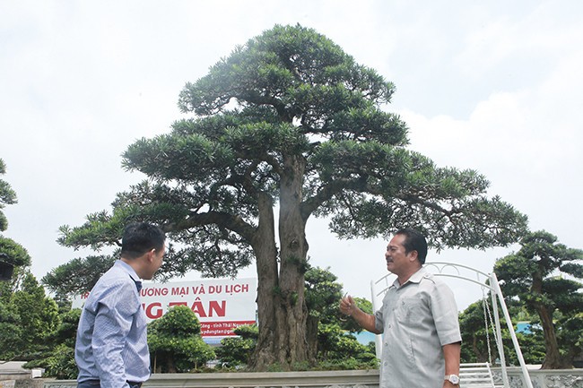 Tiêu dùng & Dư luận - Mãn nhãn cây tùng 'lạ' khiến đại gia vác bao tải tiền đến mua cây (Hình 2).