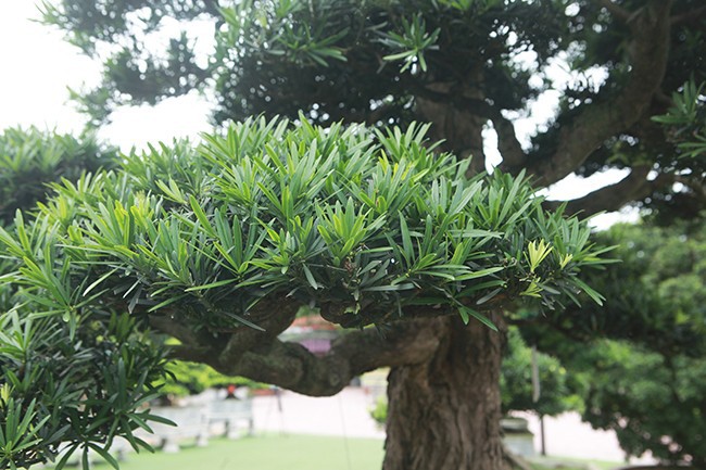 Tiêu dùng & Dư luận - Mãn nhãn cây tùng 'lạ' khiến đại gia vác bao tải tiền đến mua cây (Hình 4).