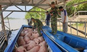 Bộ NN&PTNT gửi hỏa tốc đề nghị kiểm soát nhập lậu lợn