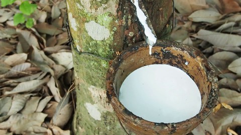 Cập nhật giá cao su chiều ngày 29/10: Quay đầu giảm