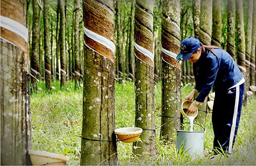 Giá cao su hôm nay 29/10: Cao su Nhật Bản tăng cao