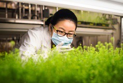Medicago sẽ cung ứng 76 triệu liều vắc-xin có nguồn gốc từ thực vật đang được nghiên cứu cho Covid-19