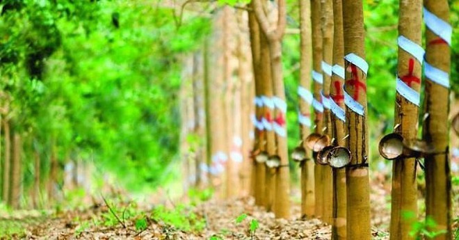 Giá cao su hôm nay 2/11: Giảm phiên đầu tuần
