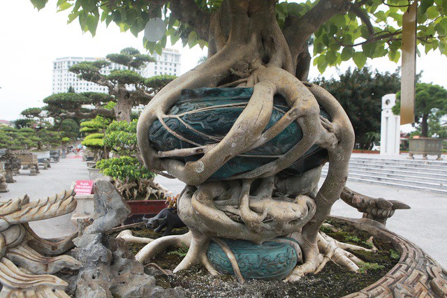 “Báu vật” cây cảnh thế cực "khủng" khiến dân chơi mê mệt