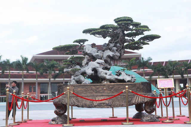 Tiêu dùng & Dư luận - Choáng váng cây sanh cổ 'khủng' ôm đá kỳ vĩ nhất Việt Nam