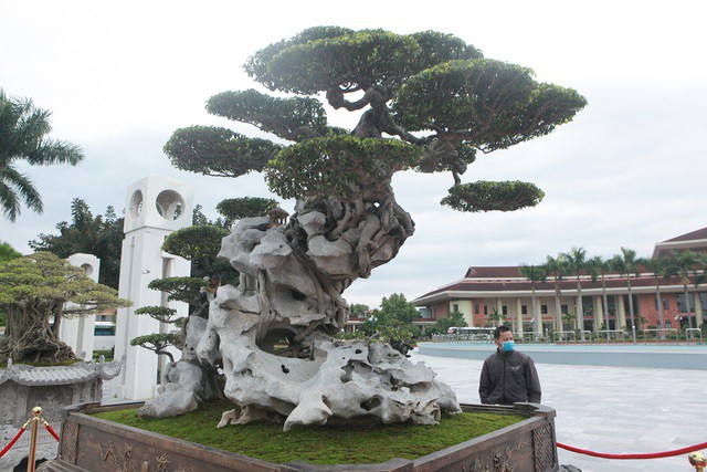 Tiêu dùng & Dư luận - Choáng váng cây sanh cổ 'khủng' ôm đá kỳ vĩ nhất Việt Nam (Hình 2).