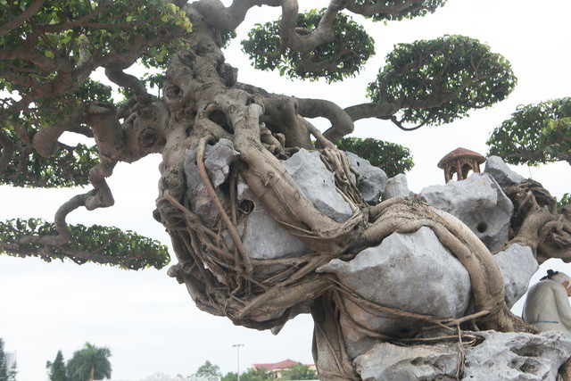 Tiêu dùng & Dư luận - Choáng váng cây sanh cổ 'khủng' ôm đá kỳ vĩ nhất Việt Nam (Hình 3).