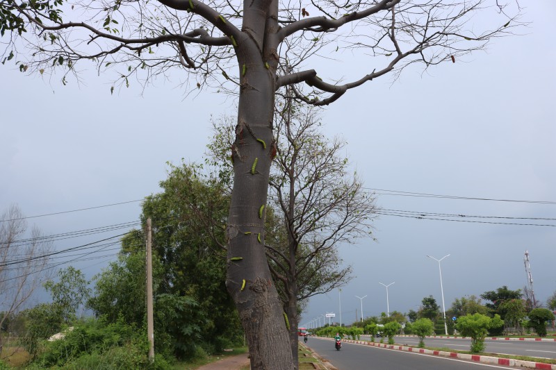 Môi trường - Kinh hãi cảnh sâu lạ “tấn công” hàng trăm cây xanh ven đường Vũng Tàu