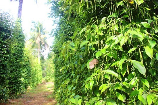 Giá hồ tiêu hôm nay 3/11: Tây Nguyên và miền Nam giảm nhẹ