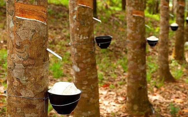 Giá cao su hôm nay 3/11: Dao động trái chiều
