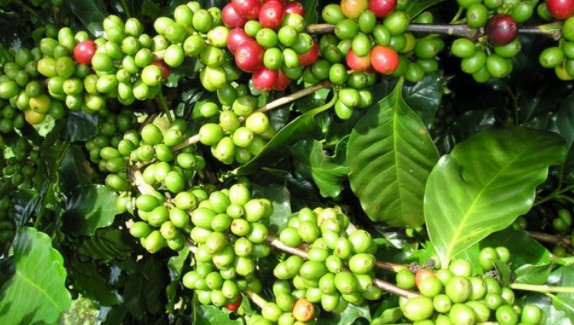 Giá cà phê hôm nay 3/11: Giảm 200 đồng/kg