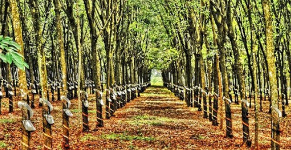 Giá cao su hôm nay 4/11: Thị trường lao dốc