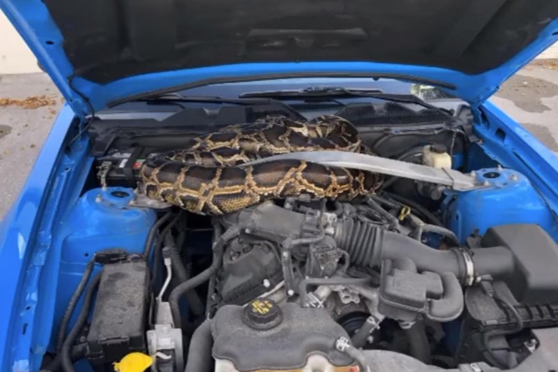 Con trăn dài 3 m chui vào khoang động cơ ôtô