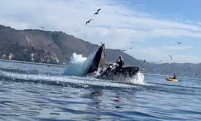 Hai người suýt bị cá voi lưng gù nuốt chửng ở California