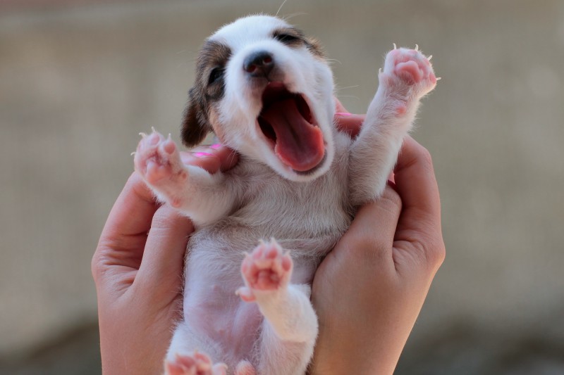 Những nguyên tắc khi tắm cho cún cưng