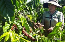 Sau 15 năm, buôn bán với Trung Quốc tăng gấp 16 lần