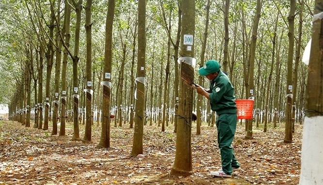 Cập nhật giá cao su chiều ngày 11/11: Cao su thế giới giảm đồng loạt