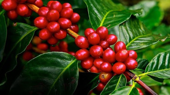 Giá cà phê hôm nay 11/11: Vượt mốc 33.000 đồng/kg