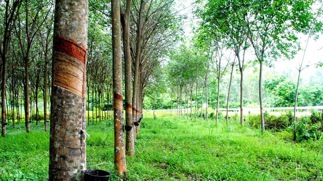 Giá cao su hôm nay 11/11: Giữ đà tăng tại phiên sáng