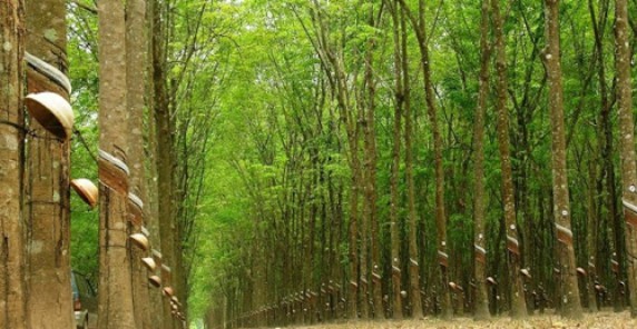 Giá cao su hôm nay 13/11: Giữ xu hướng tăng
