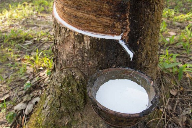 Cập nhật giá cao su chiều ngày 14/11: Vững đà tăng