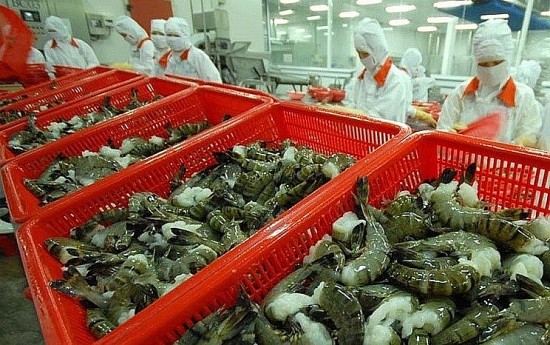 VASEP: Dự báo xuất khẩu tôm sang Hà Lan tiếp tục tăng vào cuối năm