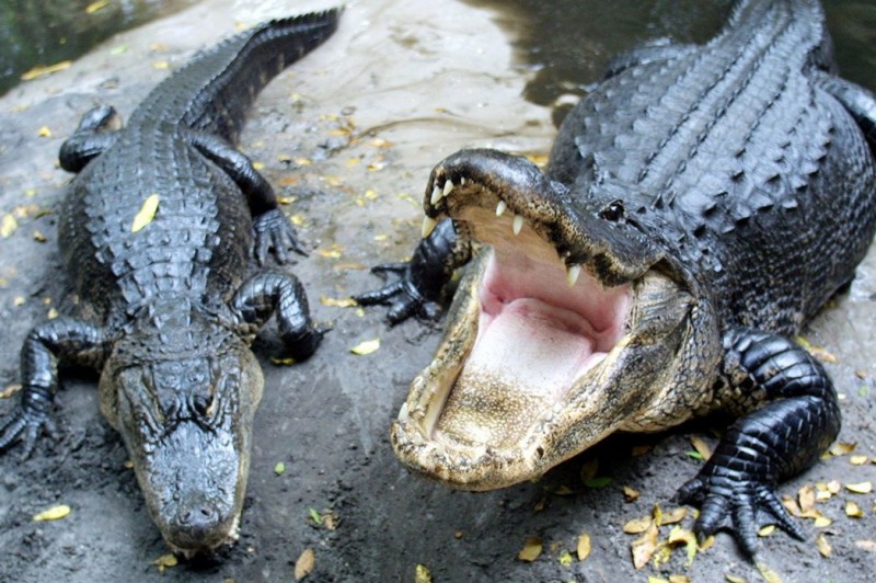 Hermès mở trang trại 50.000 con cá sấu để làm túi