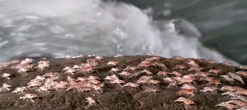 Tôm lên bờ 'diễu hành' sau khi Mặt Trời lặn ở Thái Lan