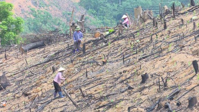 Sai phạm nghiêm trọng ở Công ty Lâm nghiệp Bắc Kạn