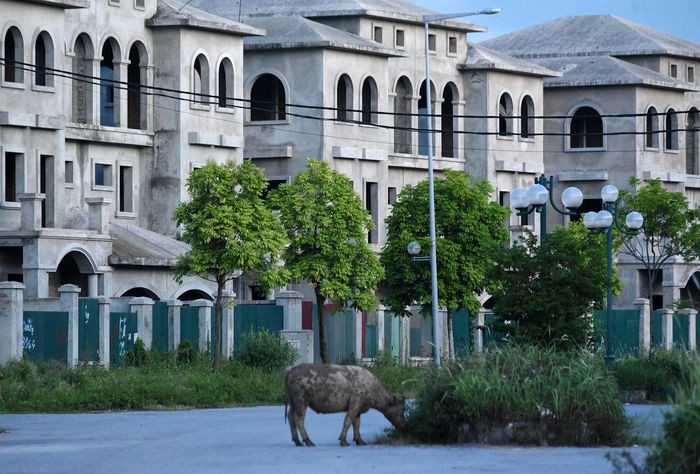 Chăn trâu trong Khu đô thị Nam An Khánh Sudico