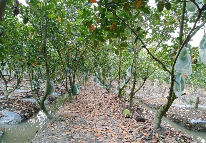 Giá mít ở ĐBSCL siêu rẻ chỉ còn 4.000đ/kg nhưng nông dân vẫn 'ngóng' thương lái