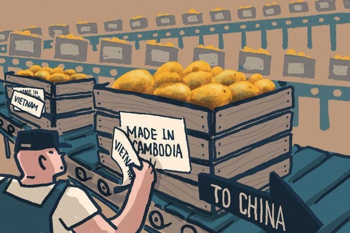 Xoài Campuchia từng mang nhãn 'Made in Vietnam' để vào Trung Quốc
