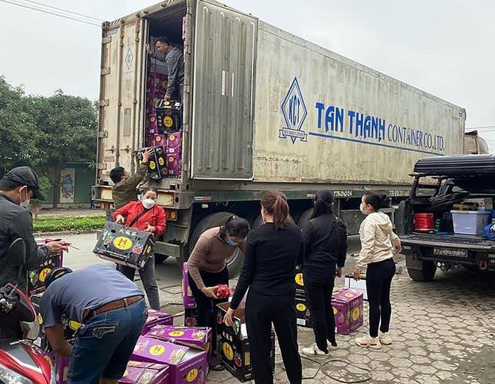 Thanh long 'quay đầu': Nông dân, thương lái, nhà xe… mất tết!